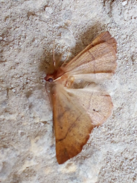 Colotois pennaria - tollascsápú araszoló