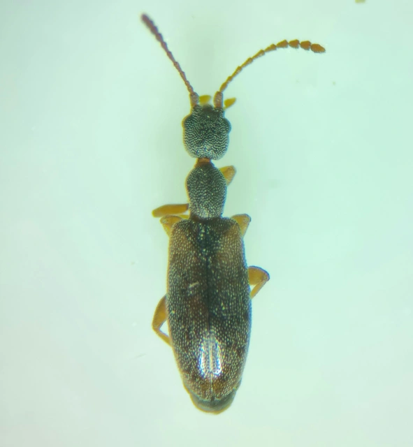 Endomia tenuicollis - keskenynyakú fürgebogár