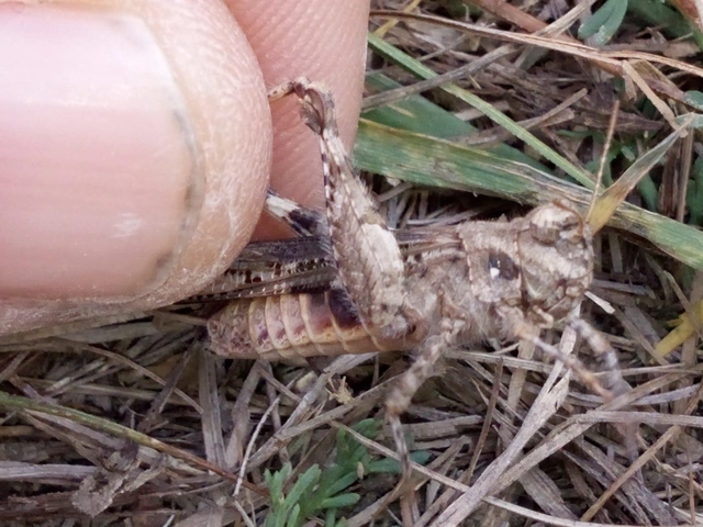 Acrotylus insubricus - önbeásósáska
