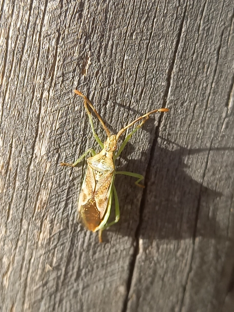 Gonocerus juniperi - boróka-karimáspoloska