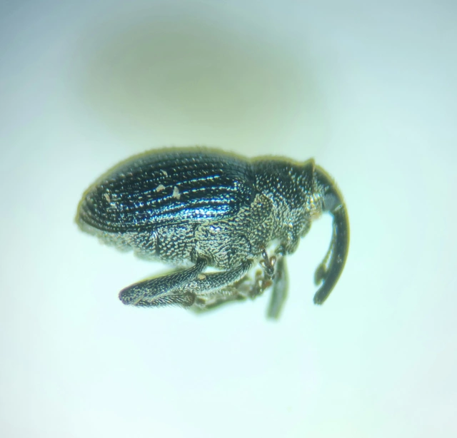 Ceutorhynchus erysimi - kis repcsény-ceutormányos