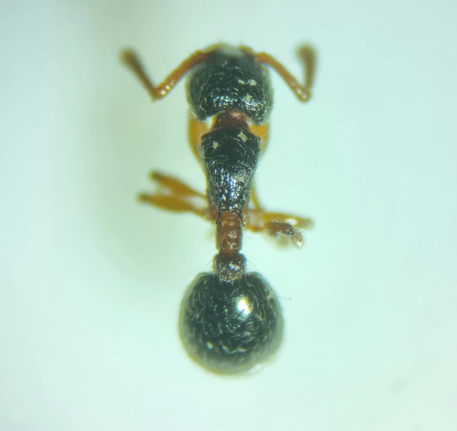 Myrmecina graminicola - ráncoshangya