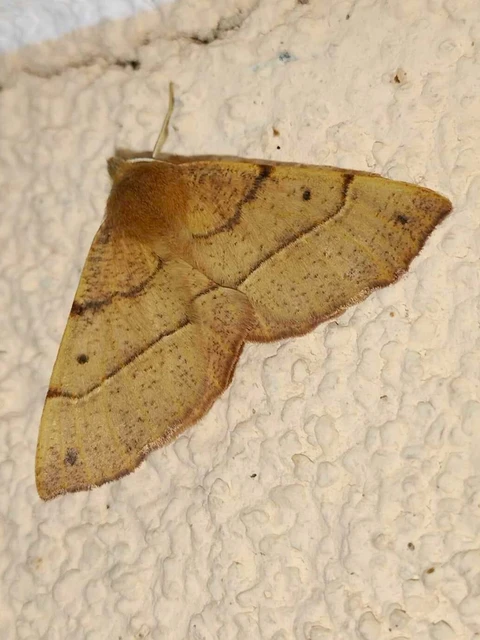 Colotois pennaria - tollascsápú araszoló