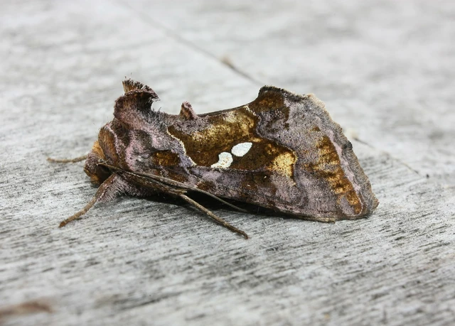 Chrysodeixis chalcites - déli aranybagoly