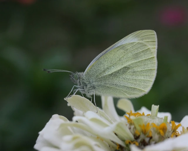 Pieris rapae - répalepke