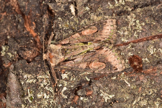 Allophyes oxyacanthae - galagonyabagoly