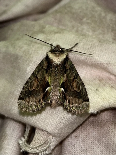 Allophyes oxyacanthae - galagonyabagoly
