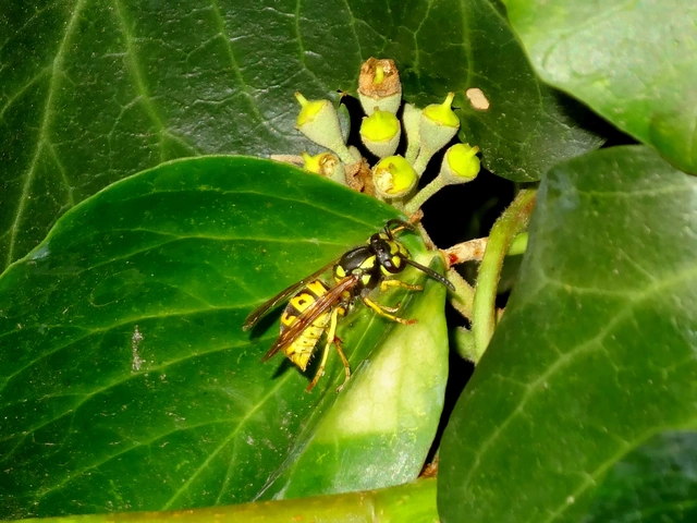 Vespula