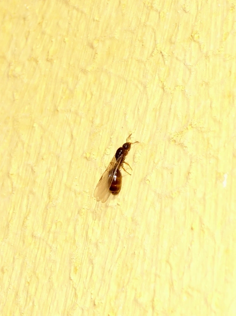 Solenopsis
