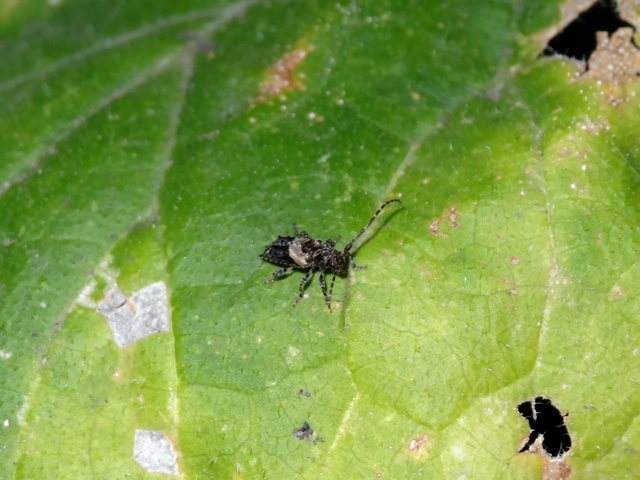Pogonocherus hispidus - kéttövises ecsetcincér
