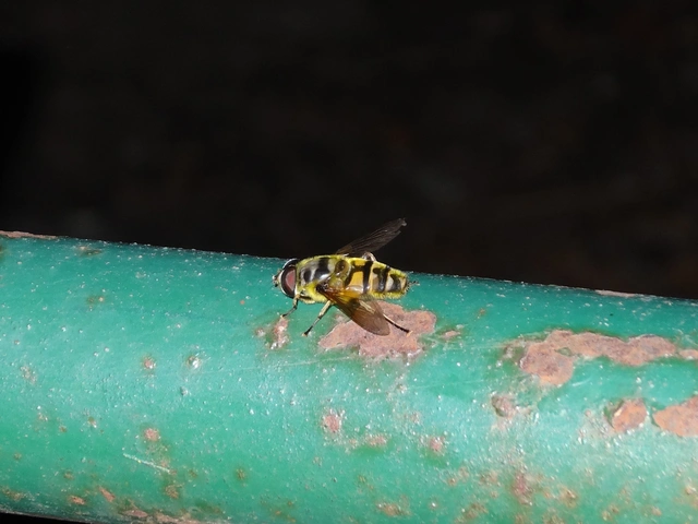 Myathropa florea - halálfejes odúlégy