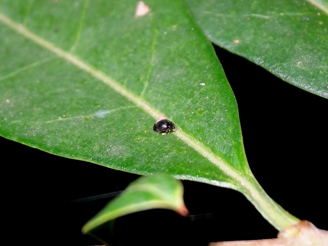 Stethorus pusillus - atkász bödice