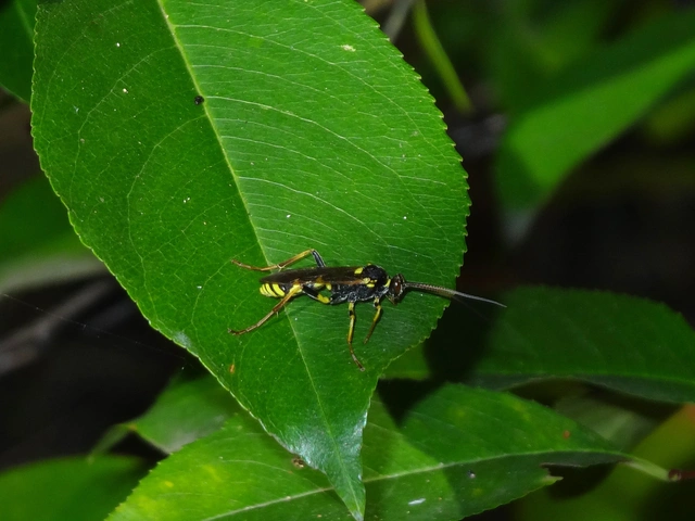 Ichneumonidae - valódi fürkészdarazsak