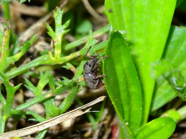 Otiorhynchus hystrix - sörtés gyalogormányos