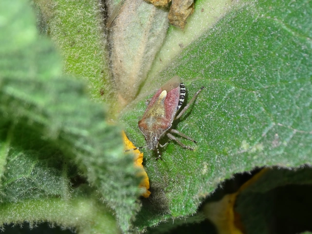 Dolycoris baccarum - közönséges bogyómászó-poloska Dolycoris baccarum - közönséges bogyómászó-poloska
