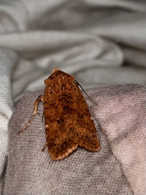 Conistra rubiginea - vörös őszibagoly