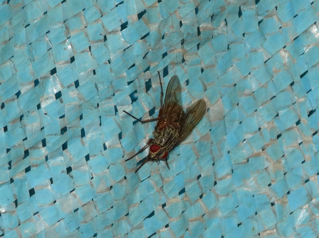 Phaoniinae