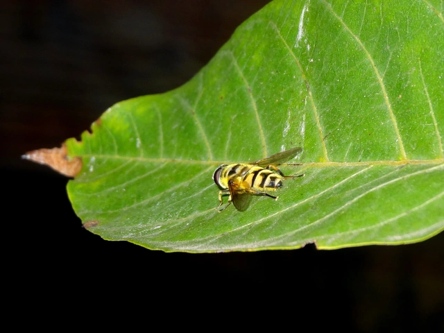 Myathropa florea - halálfejes odúlégy