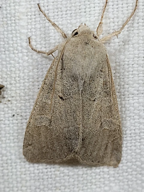 Ammoconia caecimacula - szürke őszibagoly