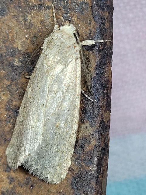 Spodoptera exigua - apró jegyesbagoly