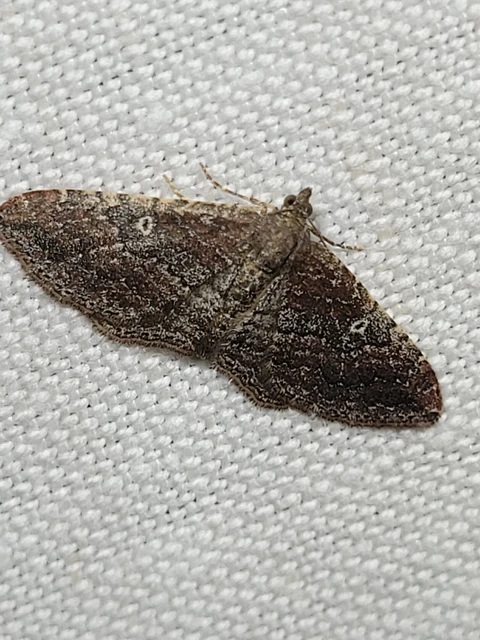 Orthonama obstipata - vándoraraszoló