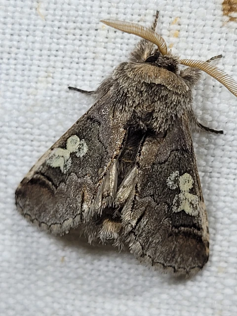 Diloba caeruleocephala - őszi kékesbagoly