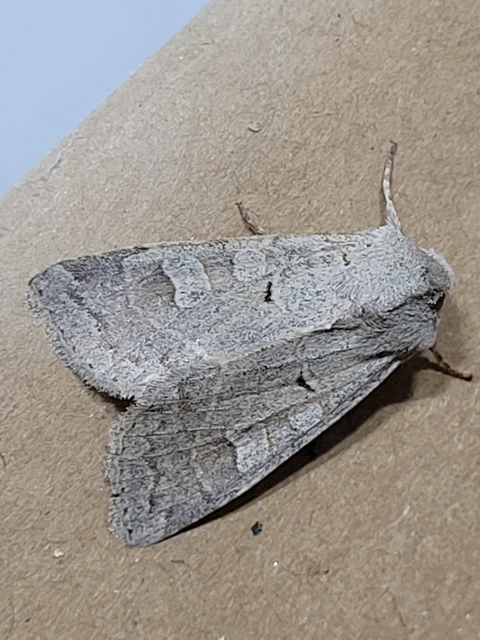 Ammoconia caecimacula - szürke őszibagoly