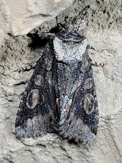 Allophyes oxyacanthae - galagonyabagoly