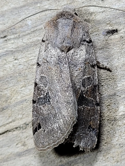 Anchoscelis litura - tarka őszibagoly