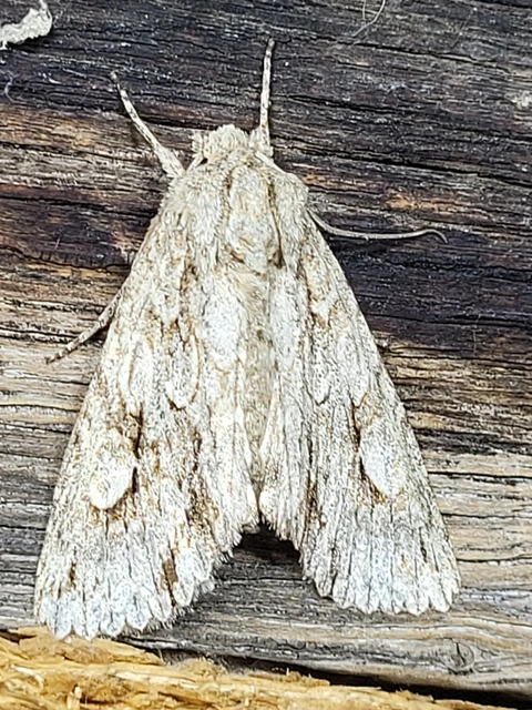 Meganephria bimaculosa - kétfoltos szilbagoly