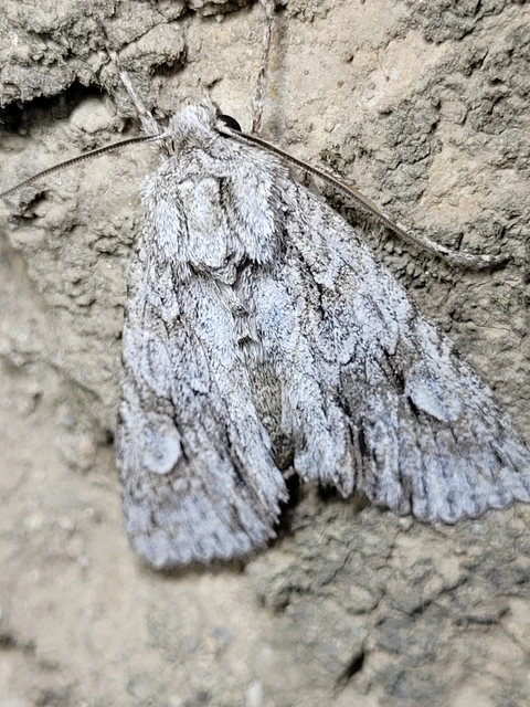 Meganephria bimaculosa - kétfoltos szilbagoly