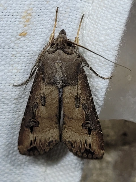 Agrotis ipsilon - nagy földibagoly