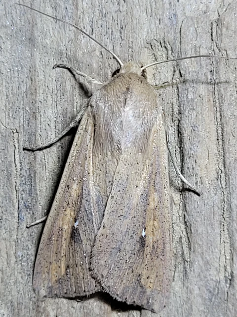 Mythimna unipuncta - hordabagoly