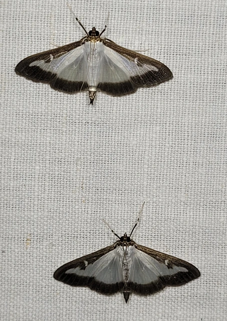 Cydalima perspectalis - puszpáng-tűzmoly