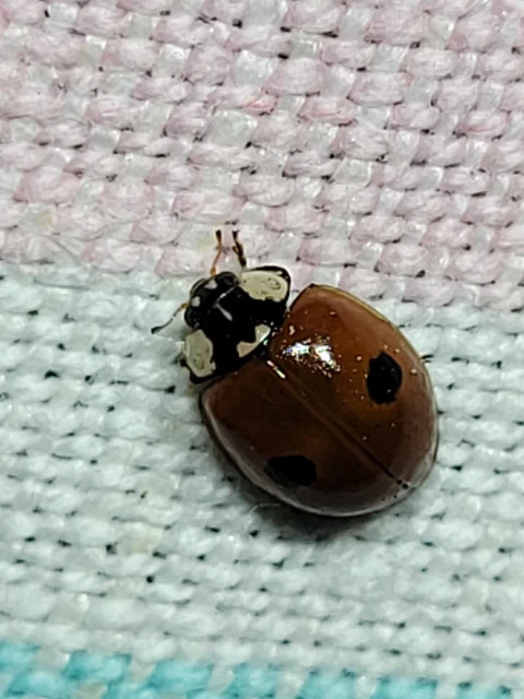 Adalia bipunctata - kétpettyes katica