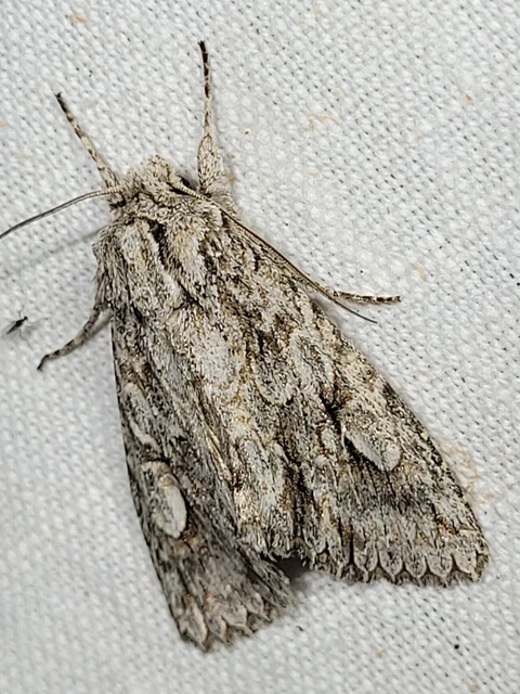 Meganephria bimaculosa - kétfoltos szilbagoly