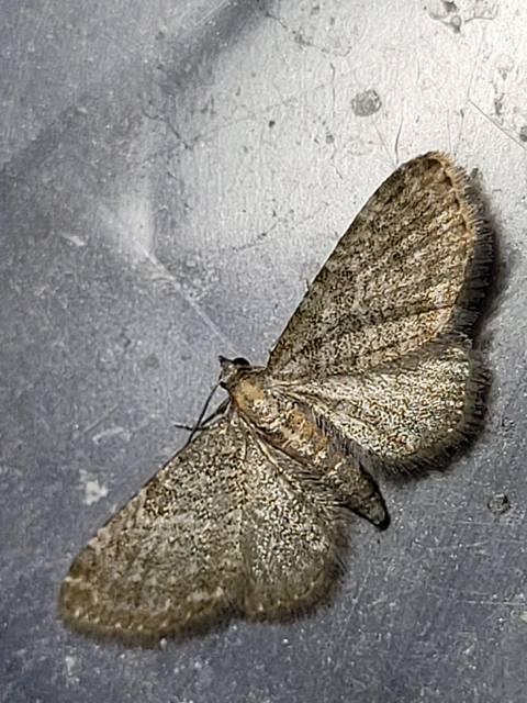 Eupithecia haworthiata - rozsdástestű törpearaszoló