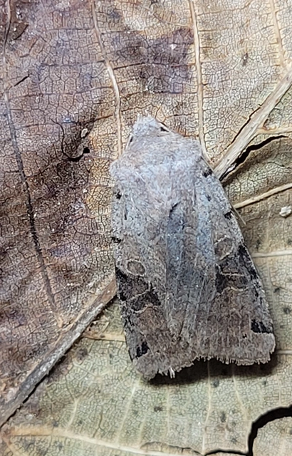 Anchoscelis litura - tarka őszibagoly