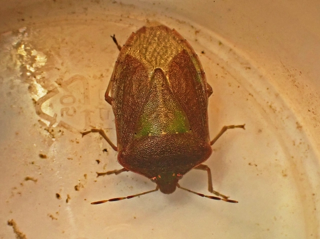 Nezara viridula - zöld vándorpoloska