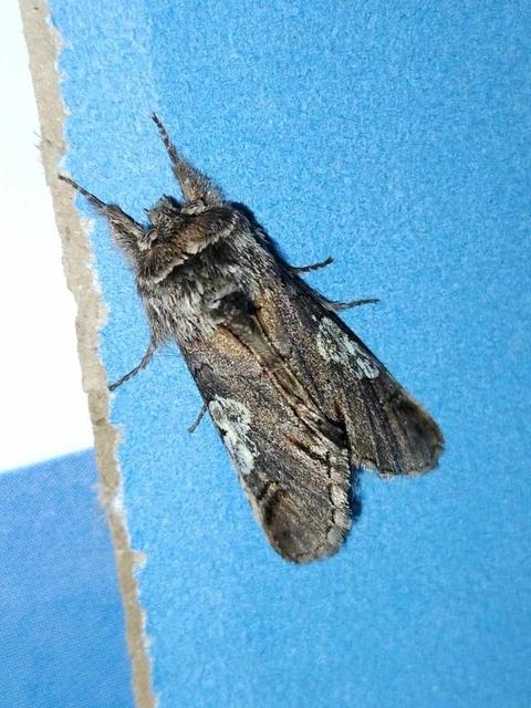 Diloba caeruleocephala - őszi kékesbagoly