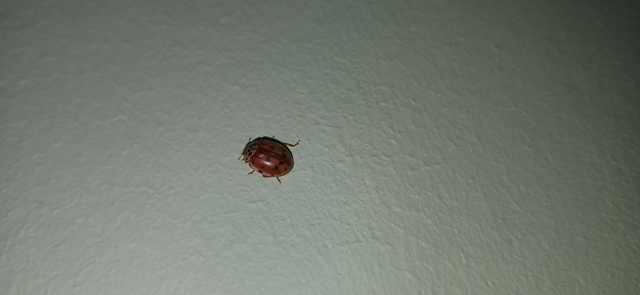 Harmonia quadripunctata - négypettyes katica