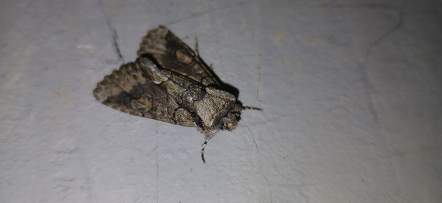 Allophyes oxyacanthae - galagonyabagoly