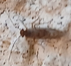 Psocoptera - Fürgetetvek