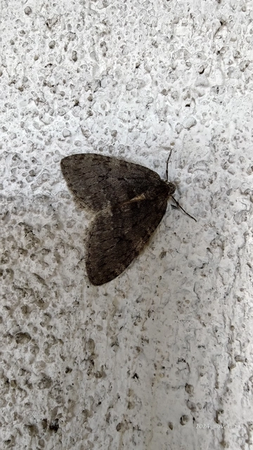 Epirrita christyi/dilutata