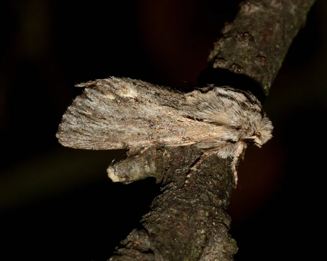 Asteroscopus sphinx - csillagnéző bundásbagoly