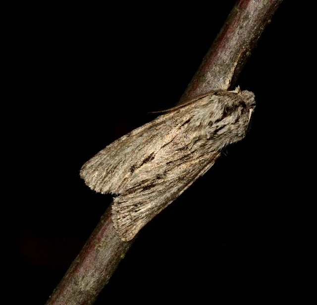 Asteroscopus sphinx - csillagnéző bundásbagoly