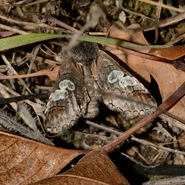 Diloba caeruleocephala - őszi kékesbagoly