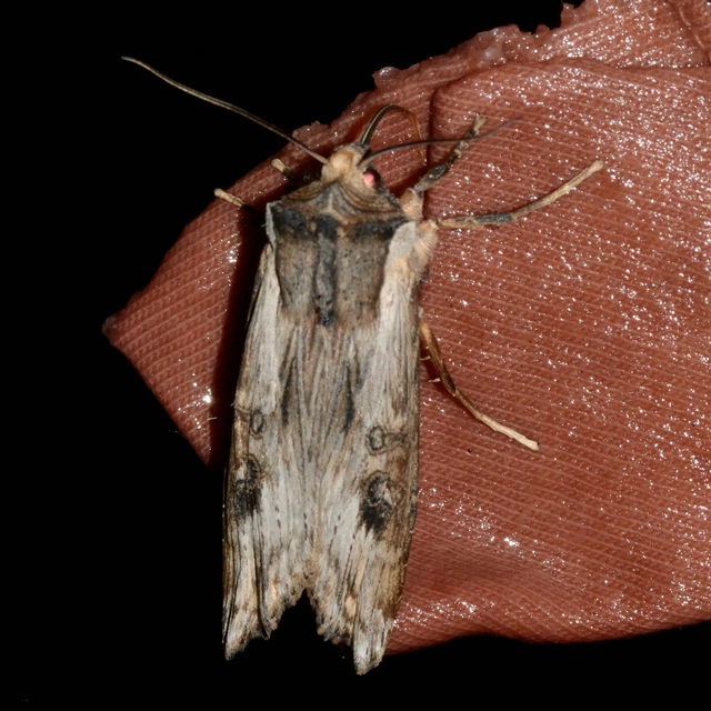 Xylena exsoleta - szürke fabagoly