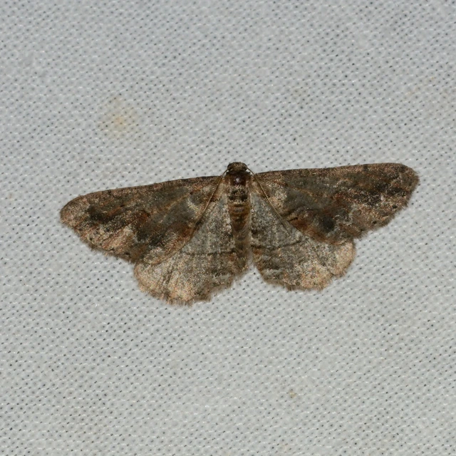 Agriopis bajaria - kökény-téliaraszoló