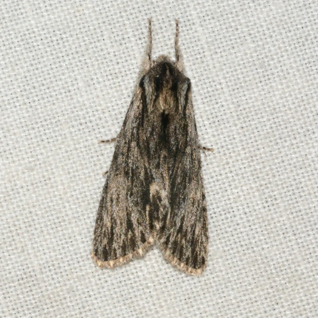 Asteroscopus sphinx - csillagnéző bundásbagoly